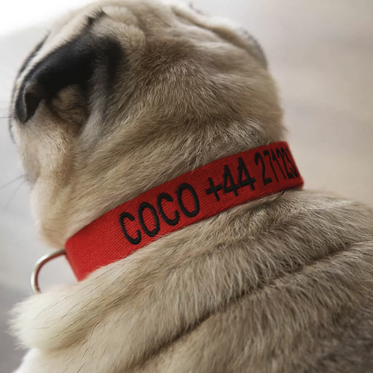Two dog collars: a red embroidered collar with a phone number and a black leather collar with an engraved dog tag.
